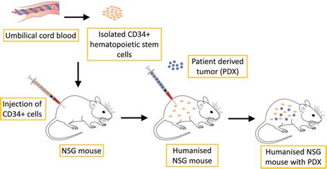 Schematic Illustration Of Humanized PDX Mouse Model Production CD34