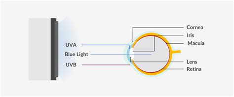 What Are Blue Light Glasses Purpose Benefits And More Insights Smartbuyglasses Us