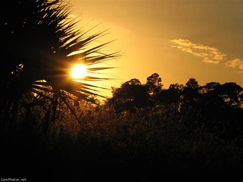 Orange Sunset Through Palmetto – IansPhotos.Net