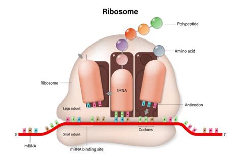 Labelled Diagram Of Ribosomes