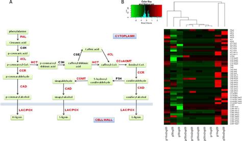 Lignin pathway biosynthesis (A). Transcripts encoding enzymes... | Download Scientific Diagram