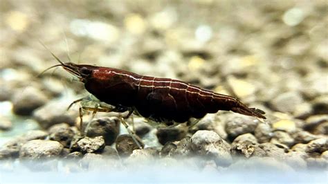 Neocaridina Shrimp – Shrimply Fintastic