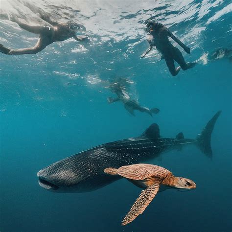 Unveiling the Mystery: Shifting Whale Shark Migration Patterns in the Arabian Sea and Ethical ...