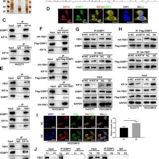 KIF14 Bound To The Complex Of G3BP1 YBX1 And Facilitated Their