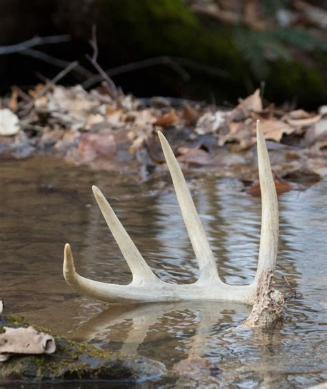 Shed Hunting 101 A Guide To Finding Deer Antler Sheds