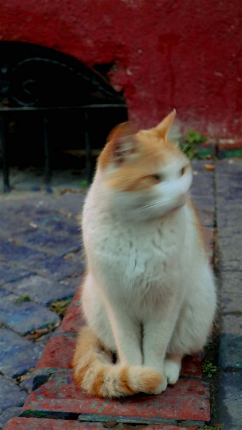 Cat Live Wallpaper Videos, Download The BEST Free 4k Stock Video