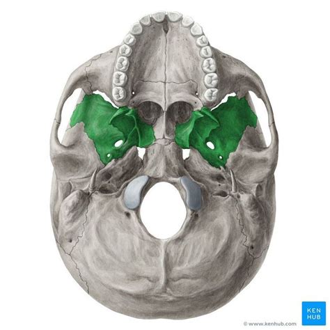 Pin By Kuriyama Katori On Anatomy Sphenoid Bone Anatomy Bones Human