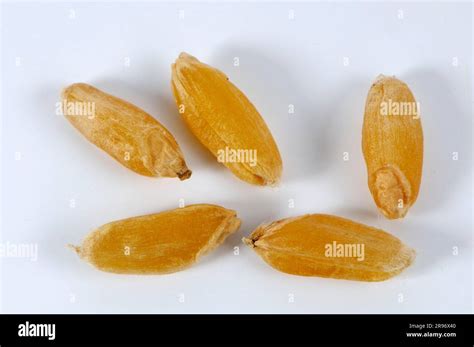 Durum Triticum Durum Wheat Wheat Grains Stock Photo Alamy