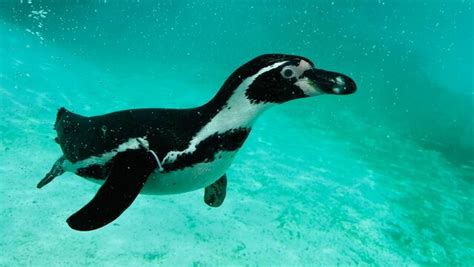 Penguins Swimming Images – Browse 16,893 Stock Photos, Vectors, and ...