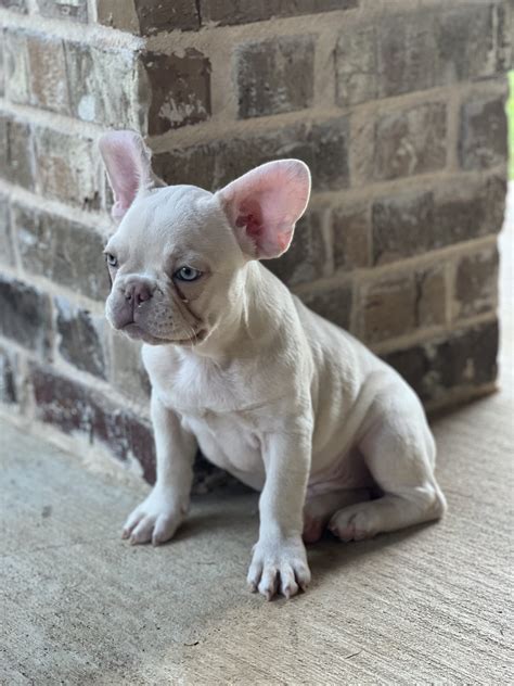 Plantinum French Bulldog (Stud Service & Puppies Available)