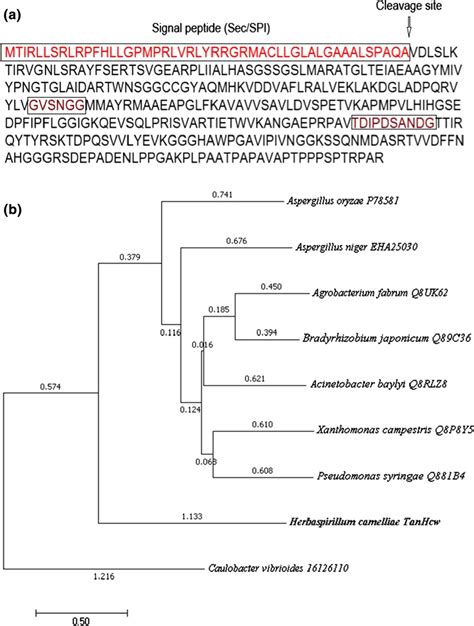 Amino Acid Sequence Of Tanhcw And Its Phylogenetic Tree A Amino Acid