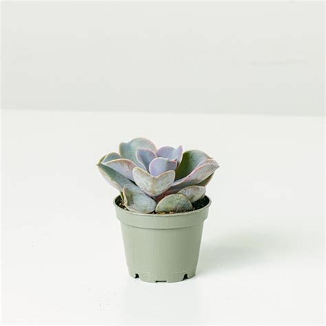 Buy online Echeveria gibbiflora Be.Green