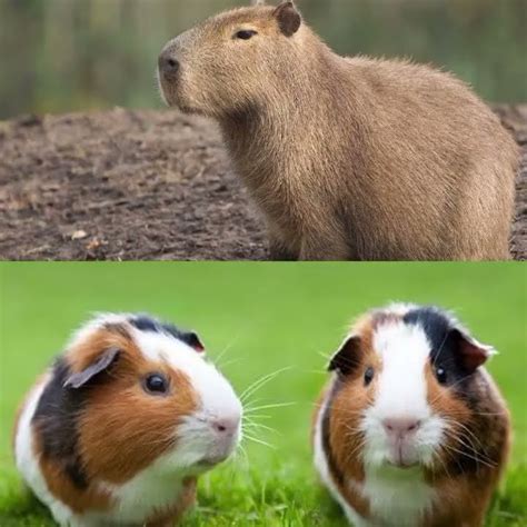 Capivara Vs Animais YouTube