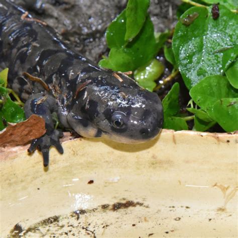 Salamander Facts Habitat Life Cycle Diet And Pictures 43 Off