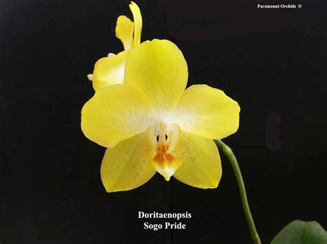 Doritaenopsis Leopard Prince Doritaenopsis Sogo Pride Phal Brother