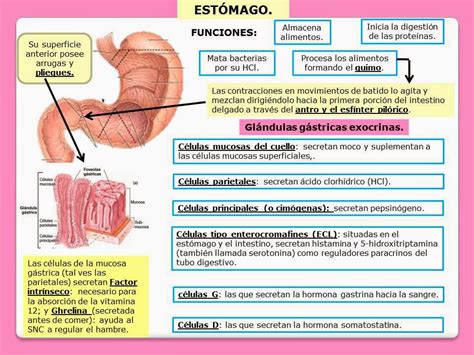 Sistema Digestivo Funcion