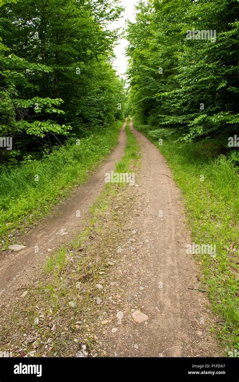 A Gravel And Dirt Logging Road In The Adirondack Wilderness Ny Usa