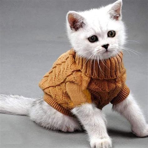 The Well Dressed Cat In Winter 7 Beautiful Cats In Stunning Clothes