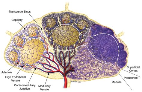 Normal Structure Function And Histology Of Lymph Nodes Cynthia L Willard Mack 2006