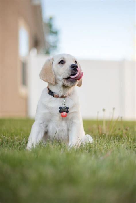 C Mo Eliges El Collar Adecuado Para Tu Perro Pajarokakariki