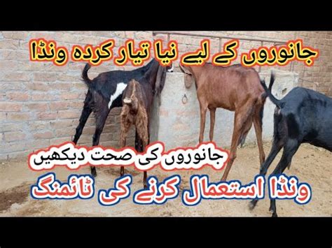 Best Feed Formulation For Goats Bakri Ka Behtreen Wanda Bakri Ki