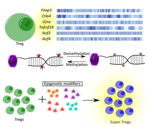 Ijms Free Full Text Regulatory T Cells Related Genes Are Under Dna