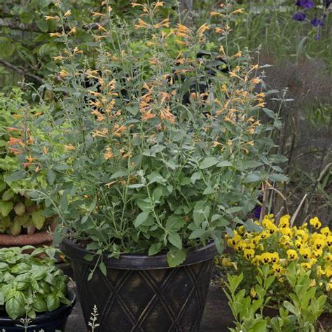 Agastache Aurantiaca Apricot Sprite Golden Agastache A Bushy