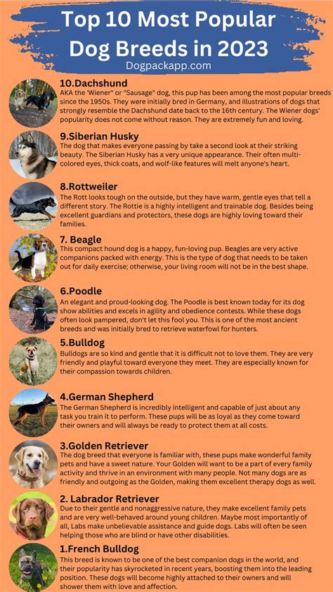 The Top 10 Most Popular Dog Breeds In 2013 Info Sheet With Pictures And