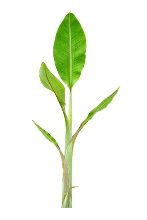 The banana tree is growing to maturity. 20952091 PNG