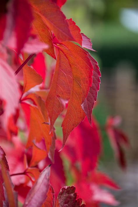 Wallpaper Nature Red Park Sweden Sverige Tree Autumn Leaf