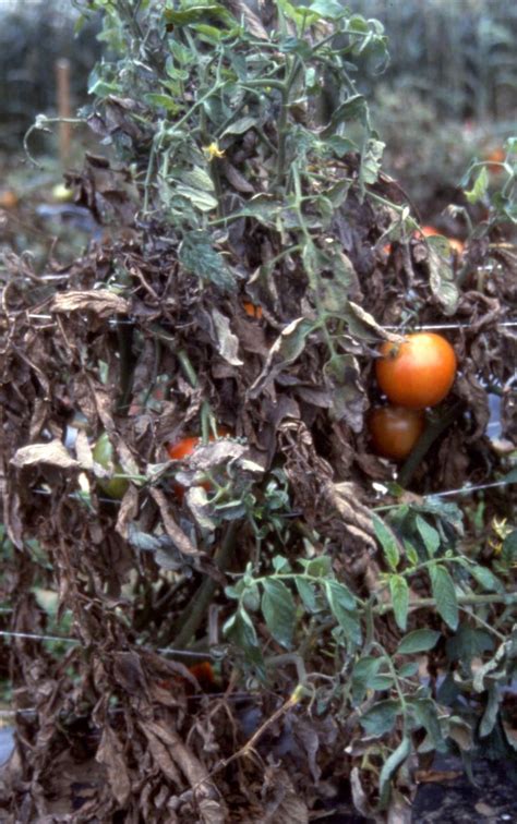 Powdery Mildew On Tomatoes Vegetable Pathology Long Island