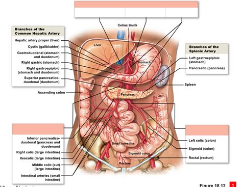 Celiac Trunk Coeliac Artery Trunk Celiac Artery Off