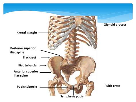 Iliac Tubercle
