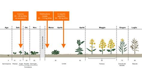 Fertilizzazione Del Colza Fertilizzazione Gestione Della Crescita