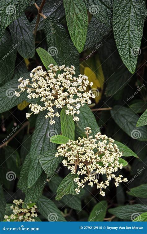 Leatherleaf Viburnum In Bloom Viburnum Rhytidophyllum Stock Image