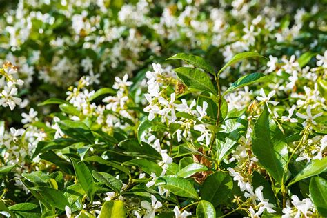 How To Grow And Care For Star Jasmine Gardeners Path