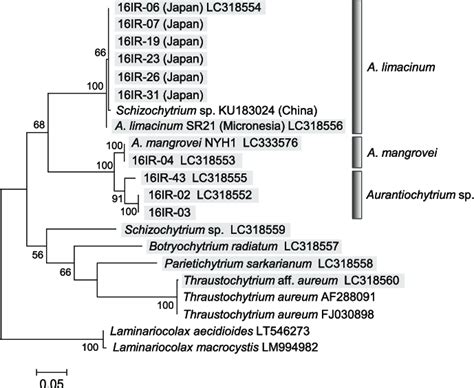 Maximum Likelihood ML Tree For The Mitochondrial COI Gene Of