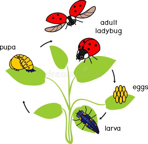 Life Cycle Of Ladybug Stages Of Development Of Ladybug From Egg To Adult Insect Stock Vector