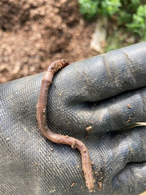 Asian Jumping Worms — Hebron Goes Green