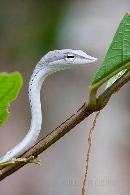 Baby Vine Snake