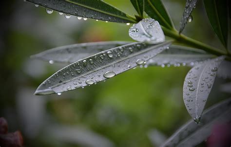 Wallpaper Leaves Drops Rosa Plant Images For Desktop Section