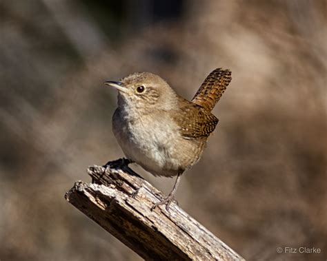 20230120 House Wren Troglodytes Aedon 1 House Wren Trog Flickr