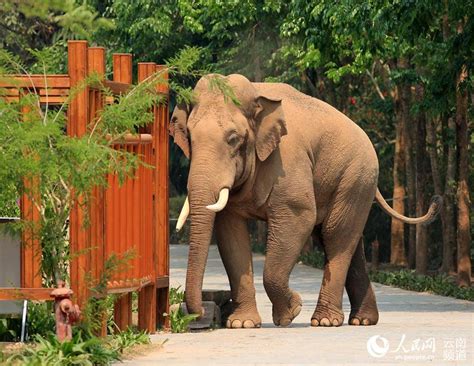 Stories Of Wild Asian Elephants In Sw Chinas Yunnan Peoples Daily Online