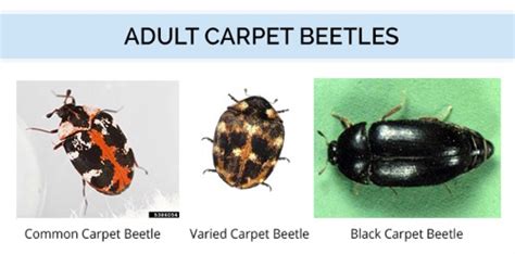 What Do Carpet Beetles Look Like? | Identify Carpet Beetles