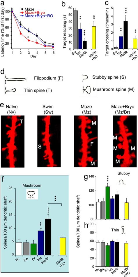 A Structural Basis For Enhancement Of Long Term Associative Memory In