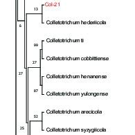 Multi Locus Sequence Analysis Based On Five Genomic Regions Tub Chs