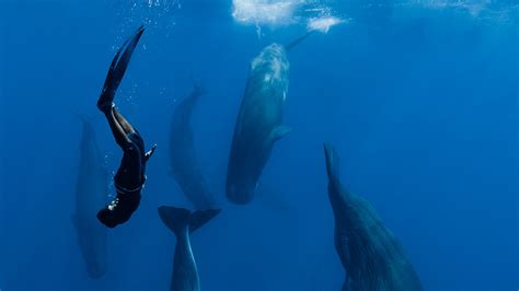 The Fun Fact You Probably Didn't Know About Whales' Sleeping Habits