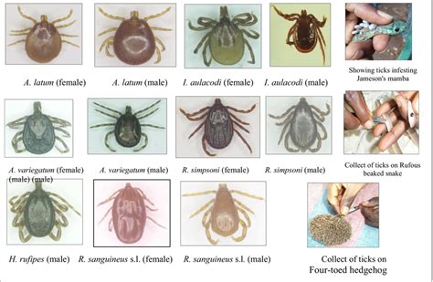 Tick species and infested hosts | Download Scientific Diagram