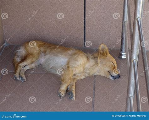 Dog Sleeping Porch Stock Photos Royalty Free Pictures