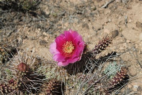 Kaktus Blume Rot Kostenloses Foto Auf Pixabay Pixabay